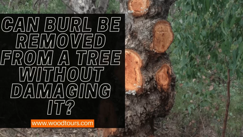 Can Burl Be Removed From a Tree Without Damaging it?
