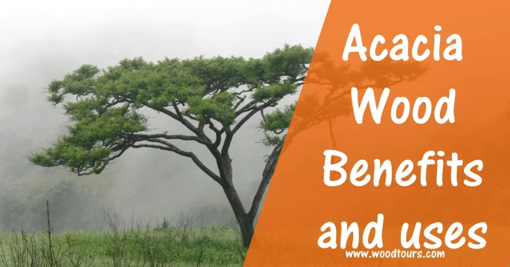 Acacia Wood Benefits And Uses