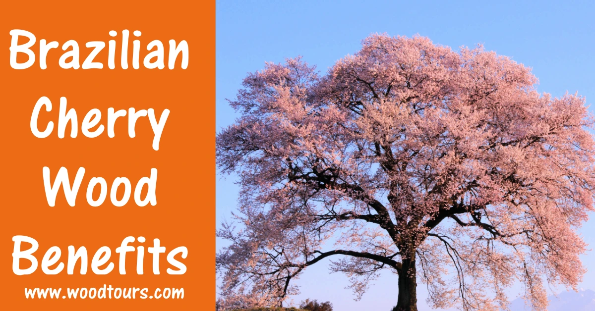 Brazilian Cherry Wood Benefits Complete Guide
