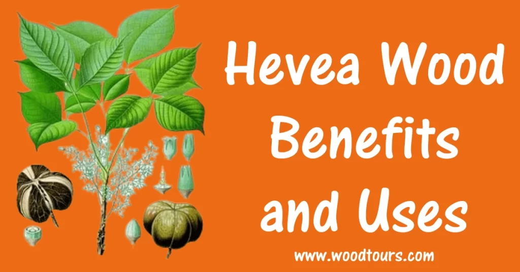 Hevea Wood Benefits and Uses